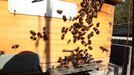 Bees in hive in apiary