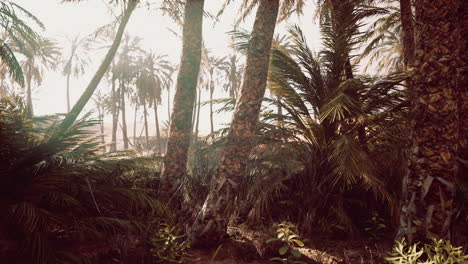 El-Sendero-Del-Oasis-De-Palmeras-Es-Una-De-Las-Muchas-Caminatas-Populares-En-El-Parque-Nacional