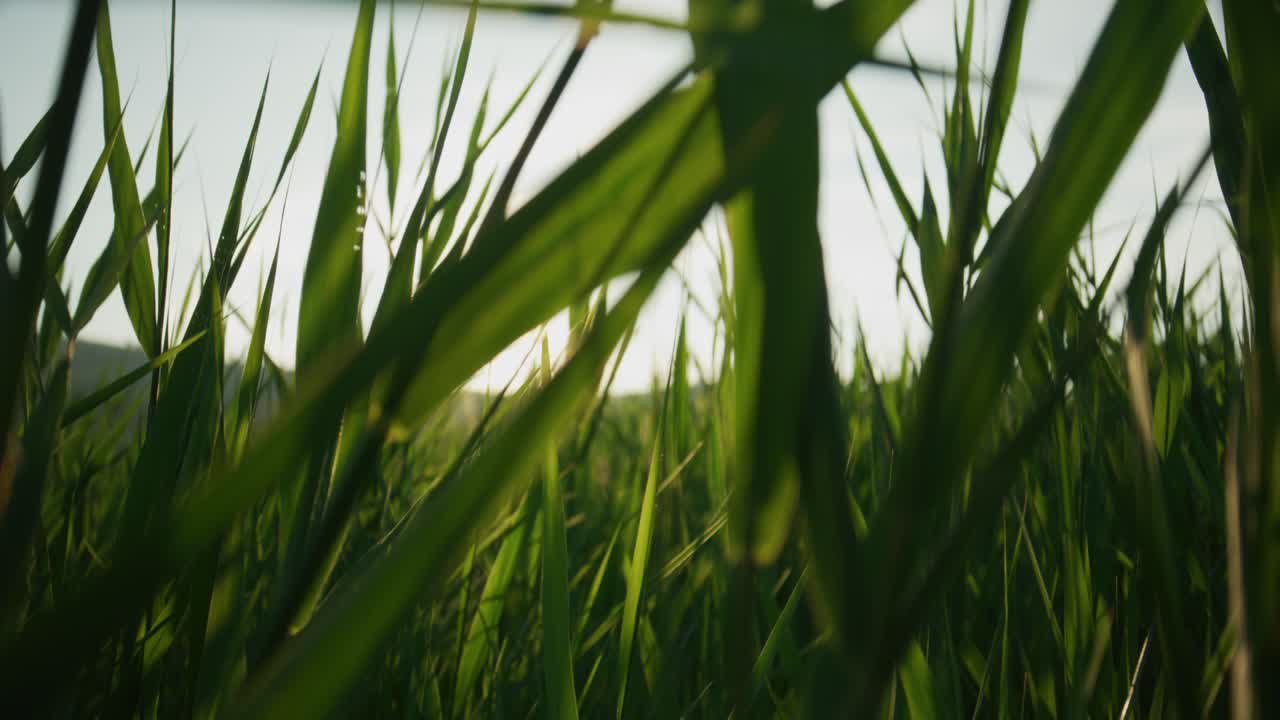 A low-angle, point-of-view shot moving through a field of tall green grass during a golden hour sunset. The bright sun creates a beautiful warm lens flare, evoking a feeling of peace and freedom.