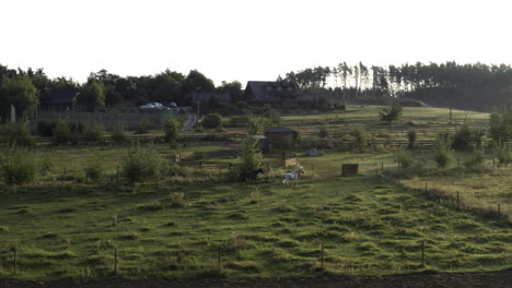 tracking aerial shot of horses running in a paddock on a rural country farm, countryside farmland in europe