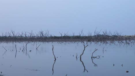Mangrove-Forest-Degradation-In-Karachi-On-Overcast-Day