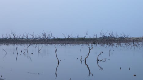 Degradación-De-Los-Bosques-De-Manglares-En-Karachi-En-Un-Día-Nublado