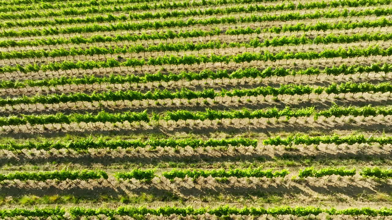 High angle drone shot over rows of grapevine, sunny, summer day in Tuscany, Italy