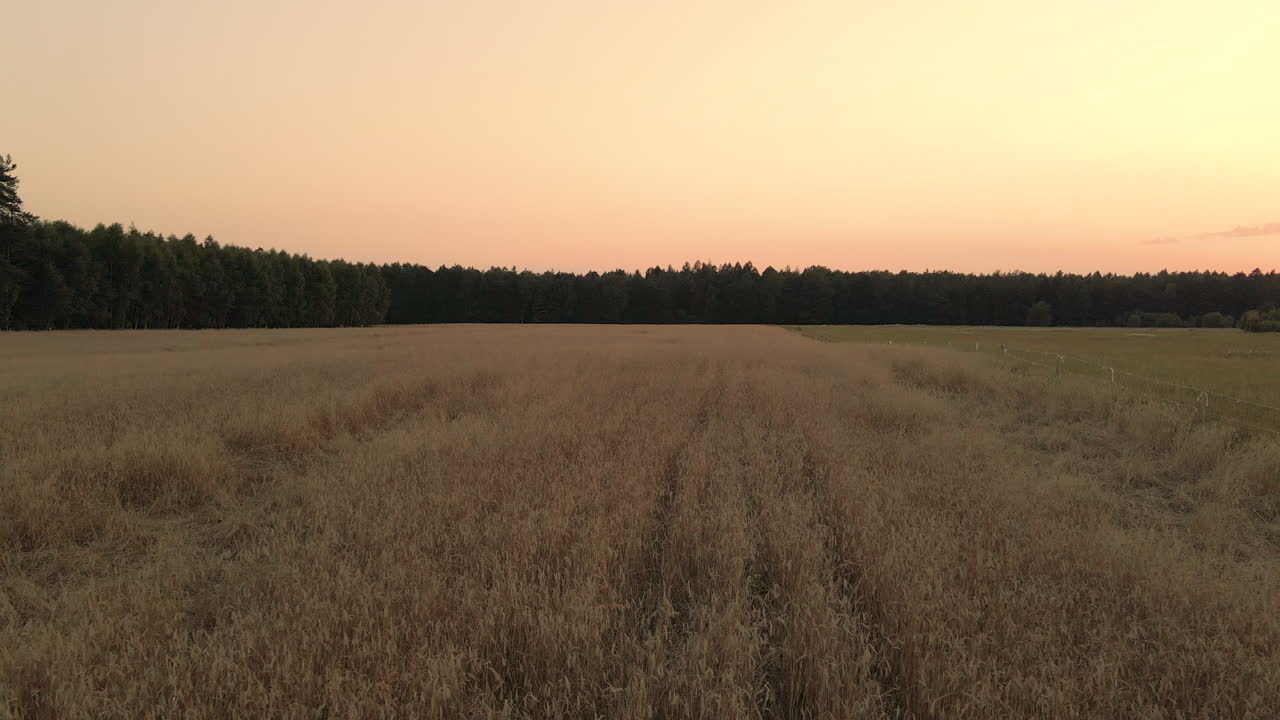 Low angle pull out shot of fields of dried grass in the rural polish countryside at sunset