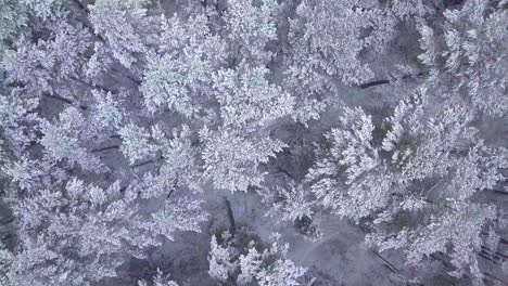 Beautiful-aerial-footage-of-trees-covered-with-snow,-light-snow-falling,-Nordic-woodland-pine-tree-forest,-Baltic-sea-coast,-ascending-birdseye-drone-shot