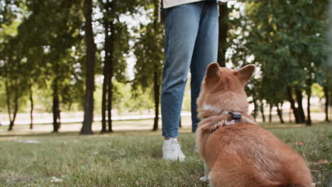 personas con perros en el parque