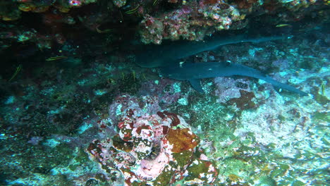 Aquatic-shot-of-two-Sharks-in-Galapagos