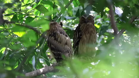 A-pair-of-buffy-fish-owl-close-up