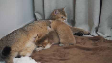 the red cat of the golden chinchilla breed lies and feeds its two ginger kittens, the kittens are lying on top of each other