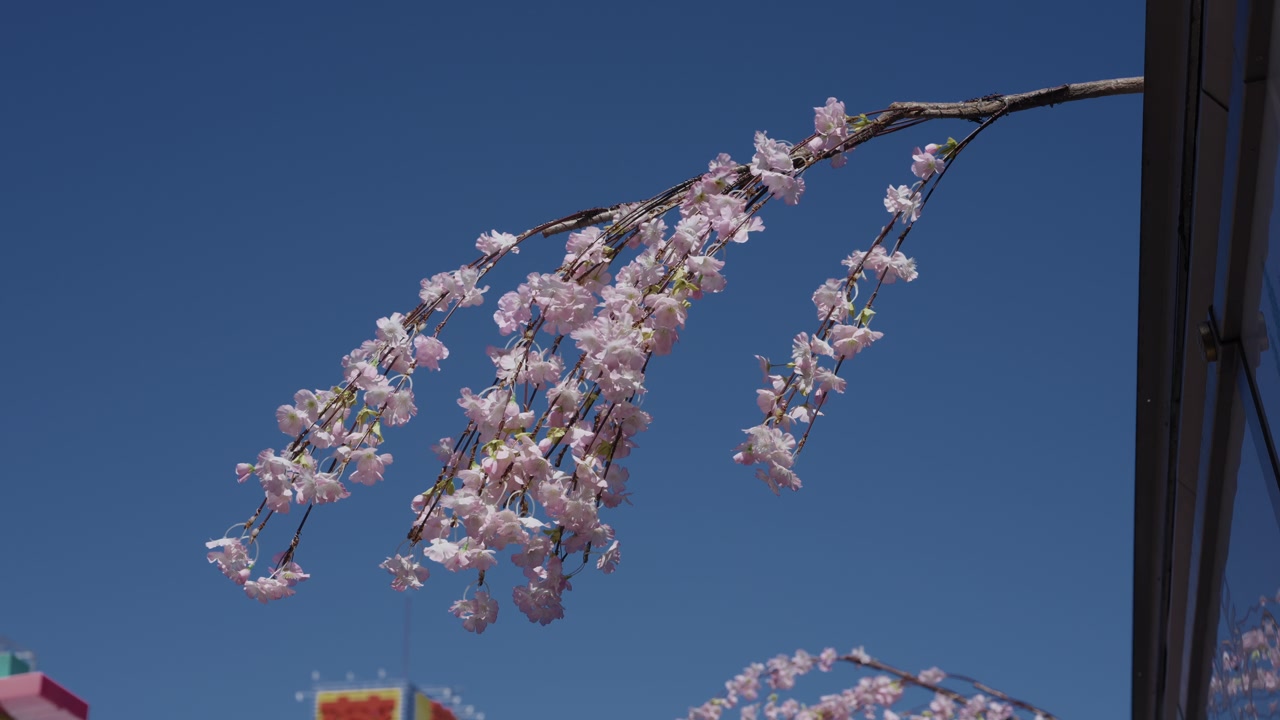 Cherry blossom branches in full bloom against blue sky at Senso-ji temple Asakusa Tokyo Japan