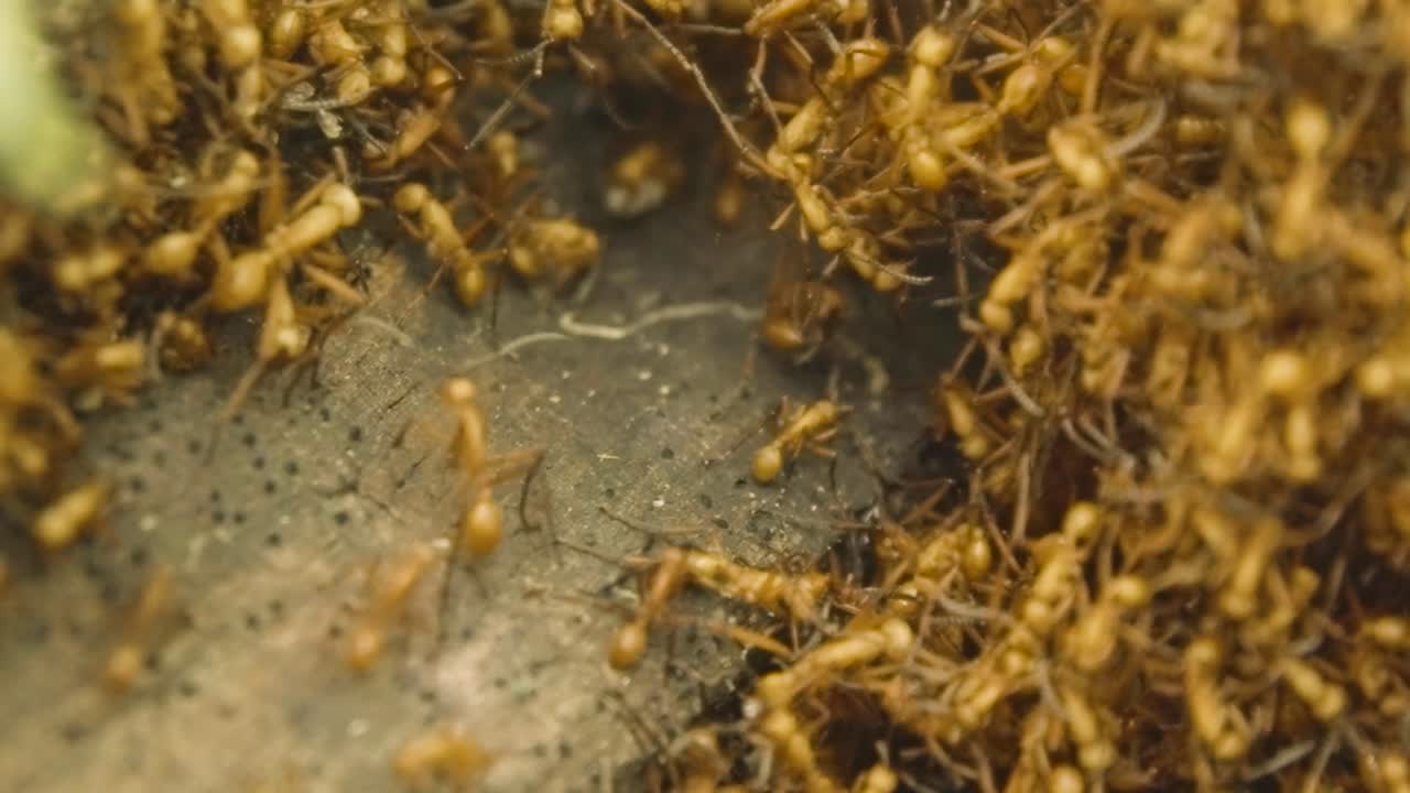 Close-up of army ants forming a living bridge by linking their bodies to cross between tree branches in a tropical forest, showcasing collective insect behavior and natural engineering.