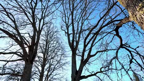 Baumwipfel-Mit-Blauem-Himmel.-Sie-Bewegte-Sich-Vorwärts