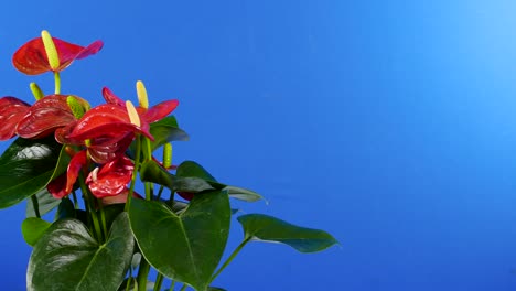 passing exotic flowers plant - bluescreen for compositing
