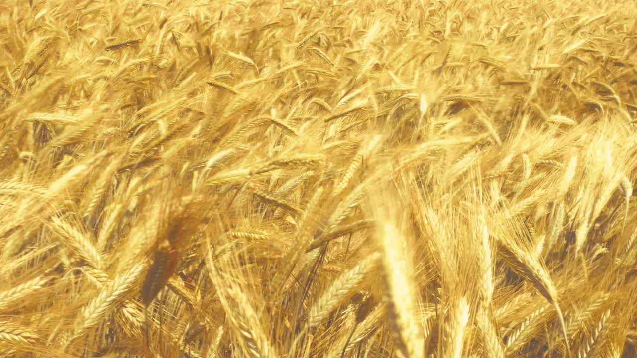 Sunlight on ripe wheat – a simple, beautiful moment in nature. Hints of fresh bread and the bounty of the land.