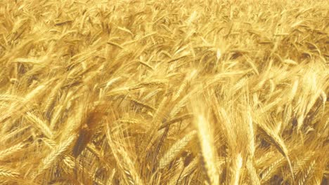 sunlight on ripe wheat – a simple, beautiful moment in nature. hints of fresh bread and the bounty of the land.