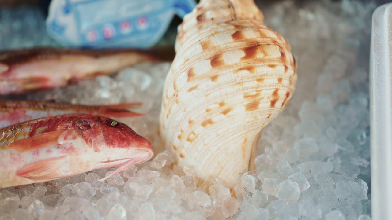 Decorative large shell placed among fish on ice, suggesting a styled seafood display