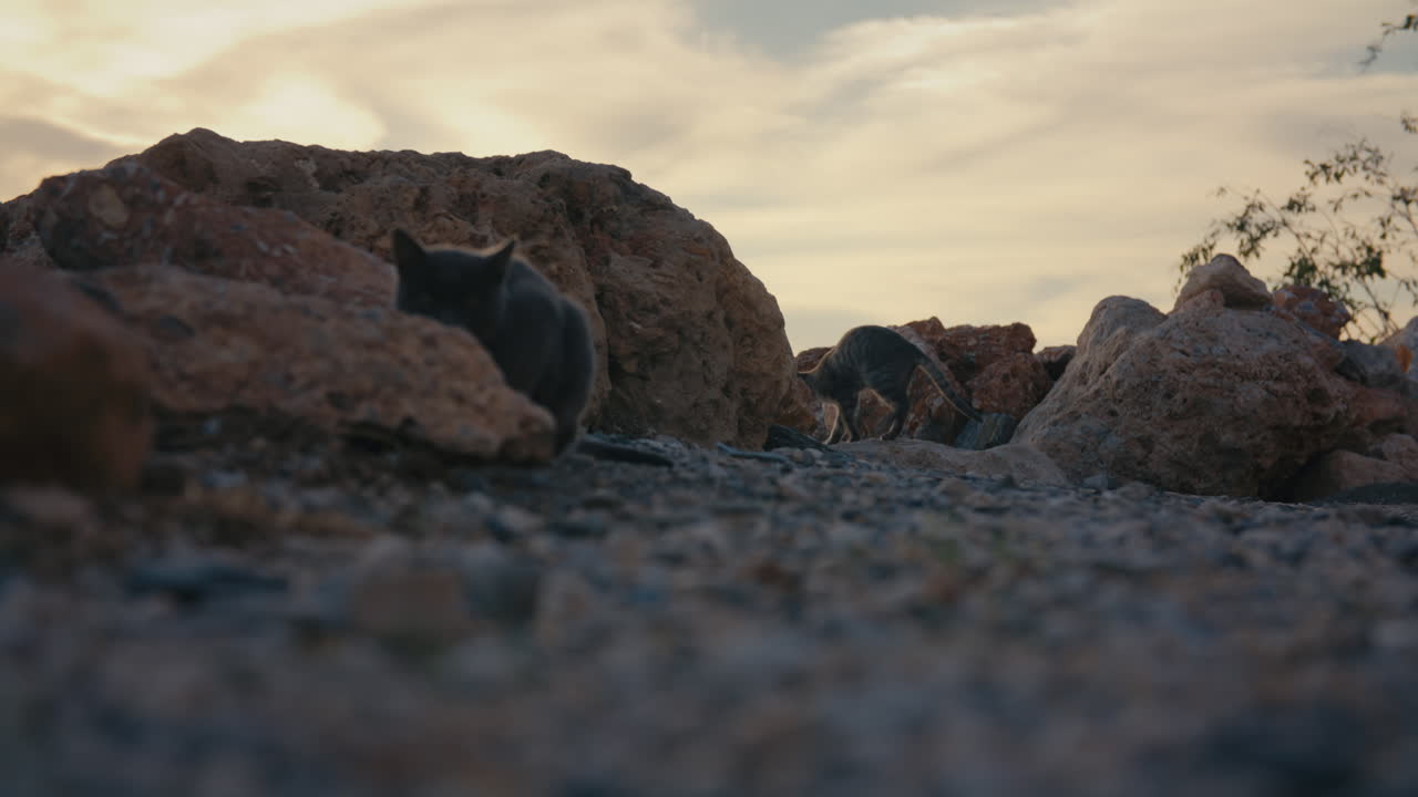 As one stray cat exits frame, focus shifts to another cat sitting alert among rocks near the Spanish seaside at sunset