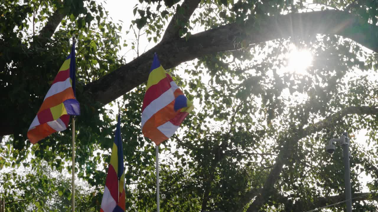 Primo piano dei rami del sacro albero Sri Maha Bodhi ad Anuradhapura, Sri Lanka, con due bandiere buddiste davanti, che ne evidenzia il significato religioso e il dettaglio naturale.