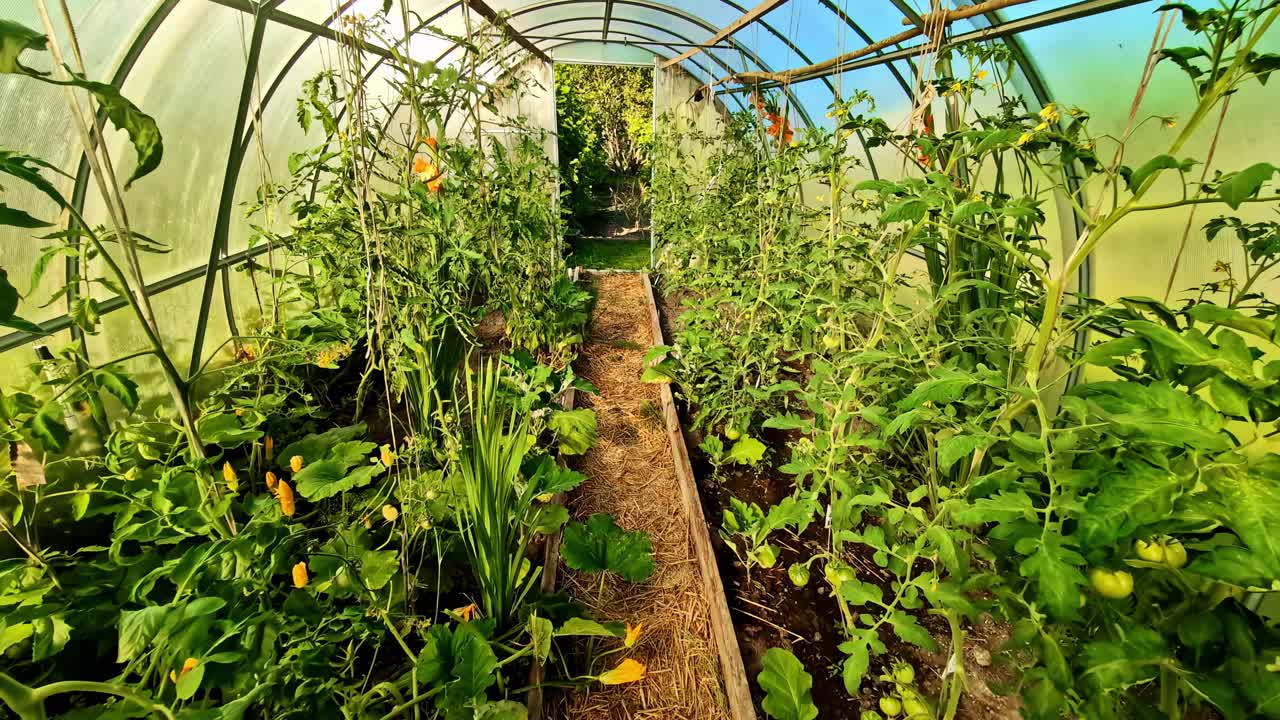 Rows of tomato and vegetable plants thriving inside a greenhouse with a straw-covered path. Latvia countryside