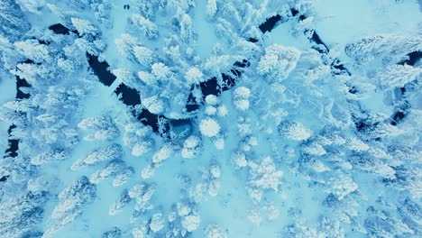 bird's eye view of a stream flowing in winterly conifer forest