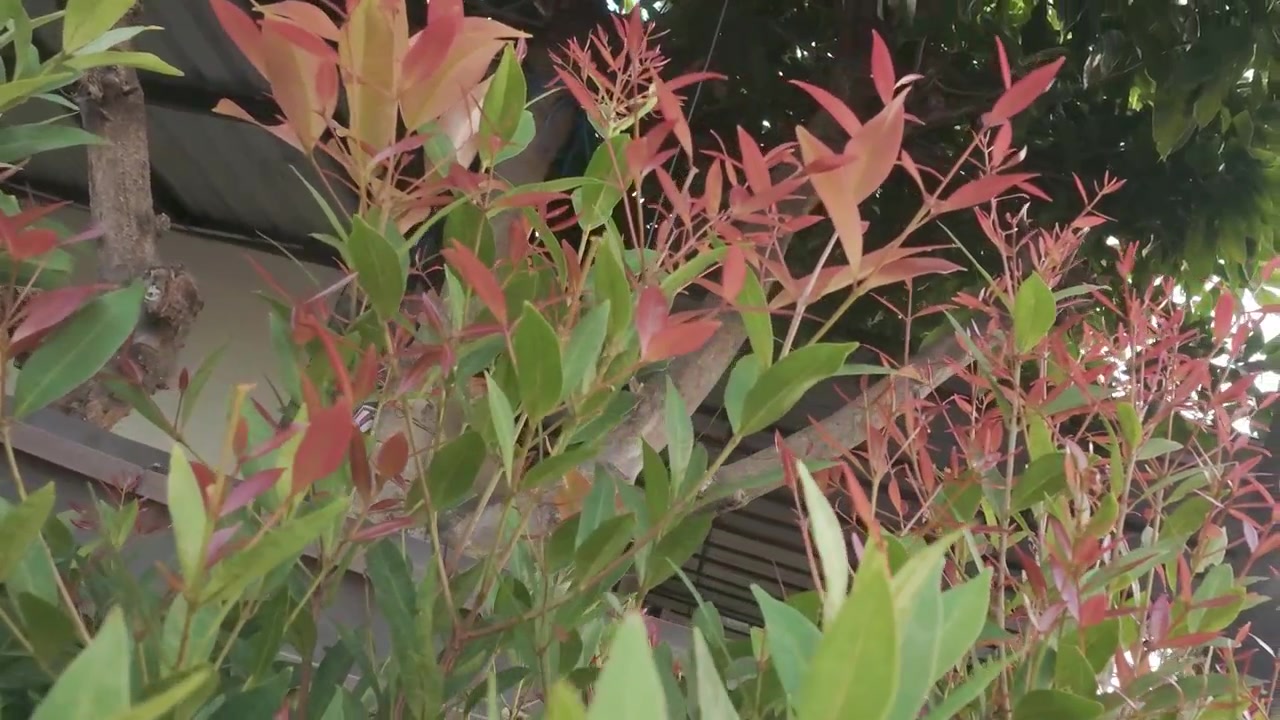 Foglie Rosse e Verdi della Pianta di Syzygium Myrtifolium