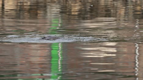 Ein-Kormoran,-Der-In-Einem-See-Fischt,-Bevor-Er-Den-Fisch-Verliert