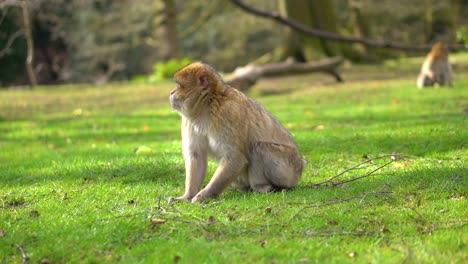 a macaque monkey in a green forest