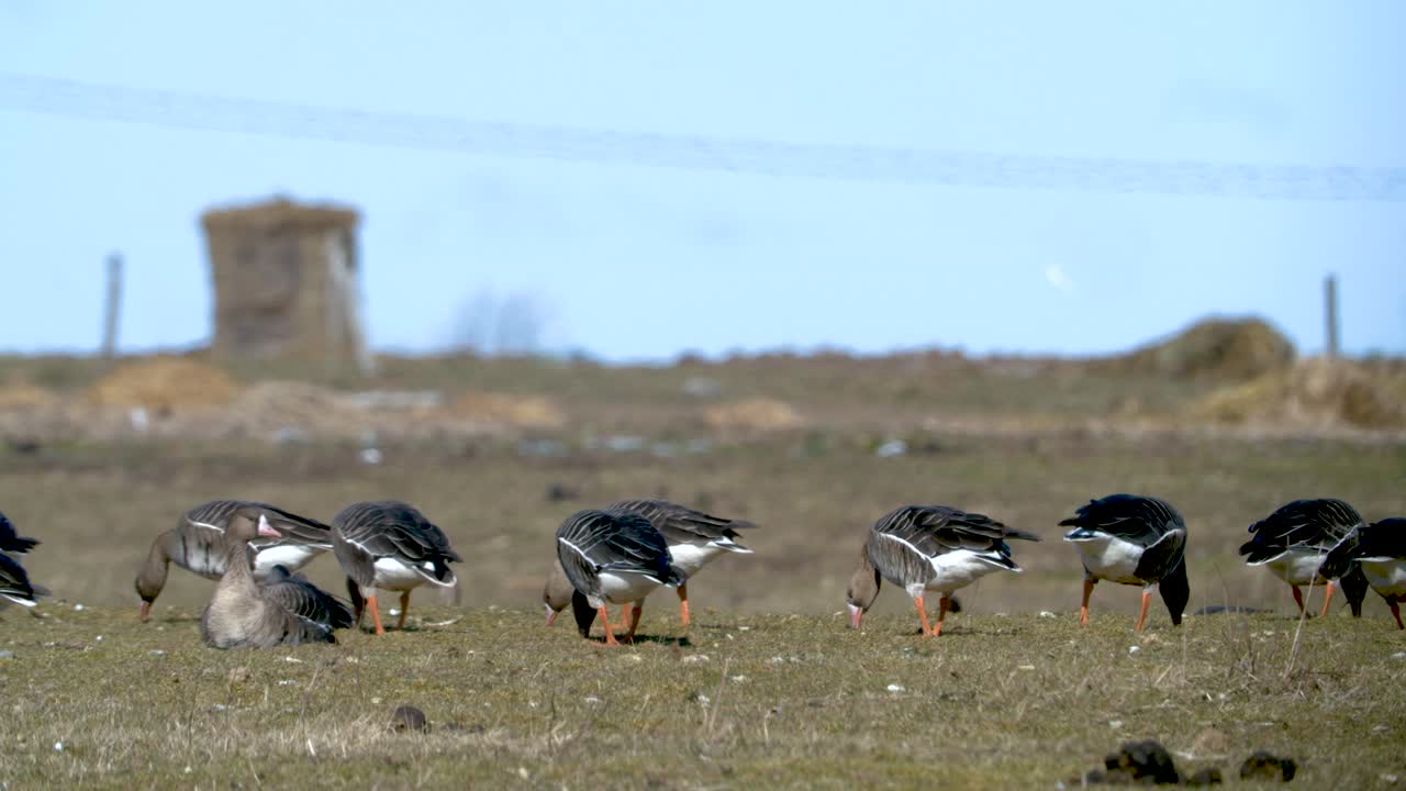 bandada de gansos y gansos de frente blanca comiendo hierba en el campo
