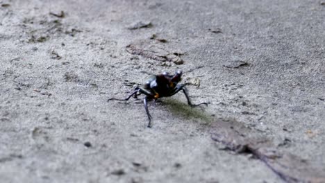 stag beetle deer pushes a crushed dead beetle along the ground