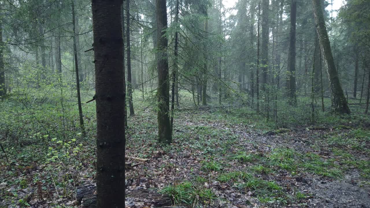 hermoso bosque místico con musgo verde y hermosos rayos de sol con vapor brumoso y lluvia.