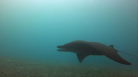 Pregnant-Black-Manta-Ray-cruises-over-coral-reef-into-distance