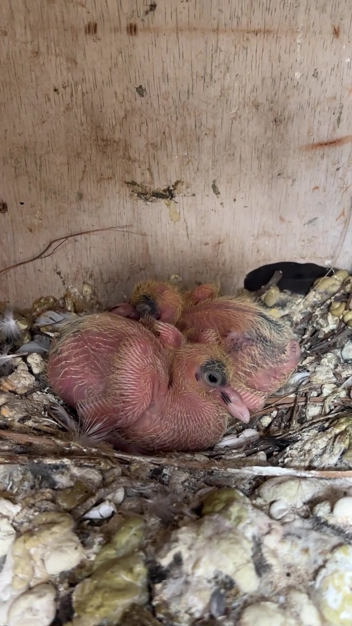 Close-up of Baby Pigeons Resting in Their Nest