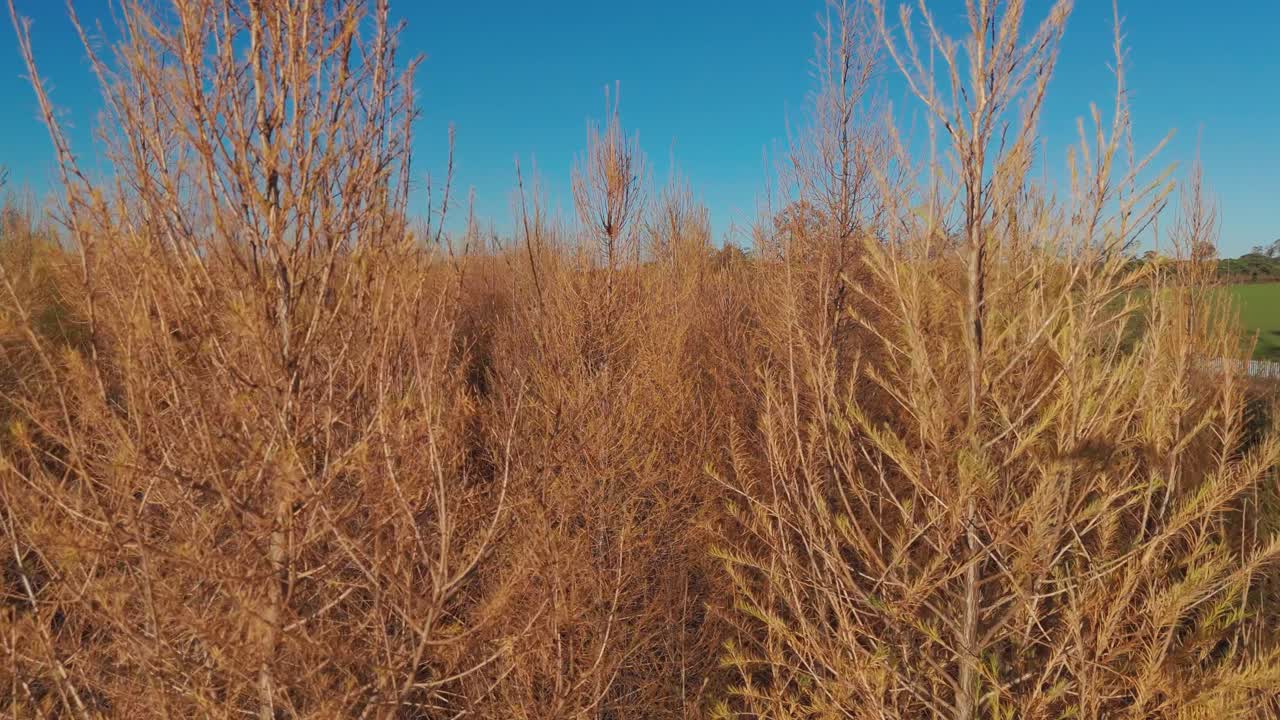 가을의 숲의 항공사진
