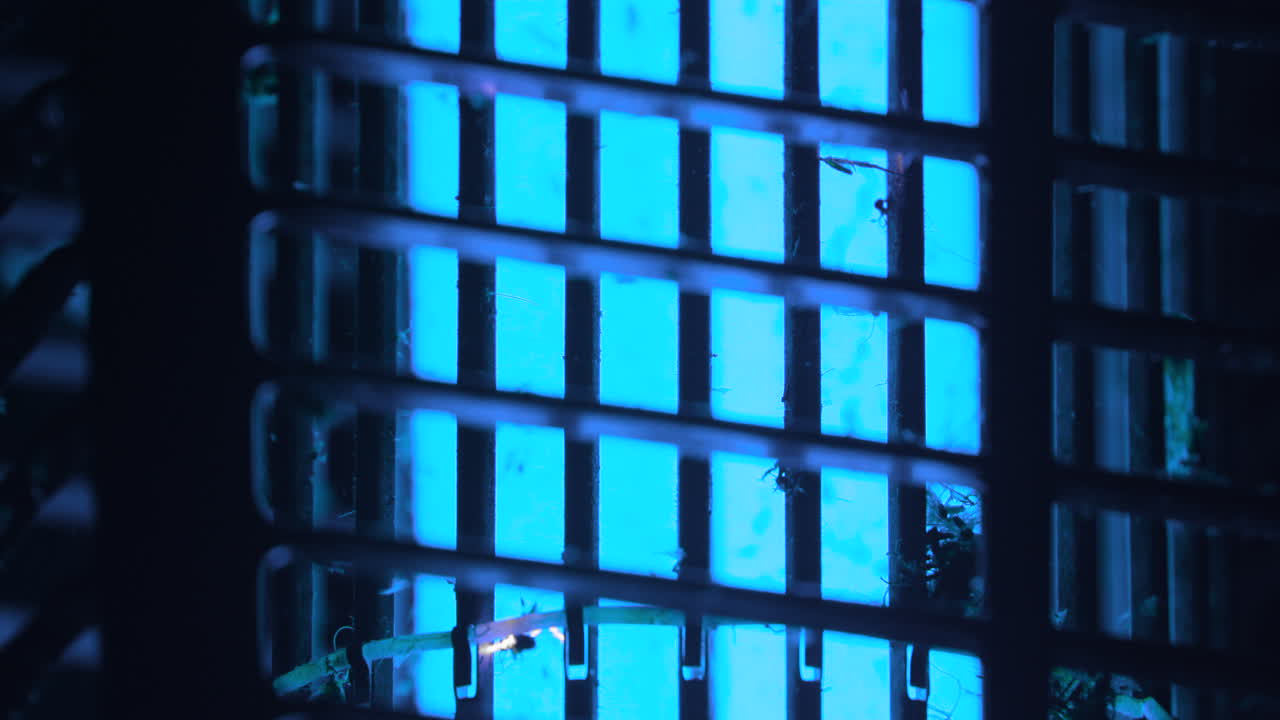 dos insectos voladores asesinados en un zapper de insectos