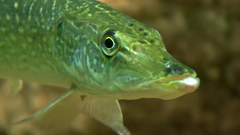 juvenil muskellunge 01