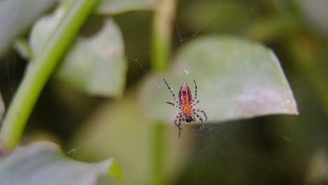 close-up of red weaver spider eating her prey at the center of her web against a green leaves background.