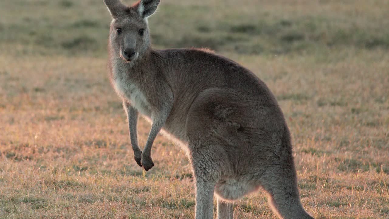 A wild kangaroo grazes on grass before pausing and hopping away across a sunlit field in the golden evening light, captured with steady camera work