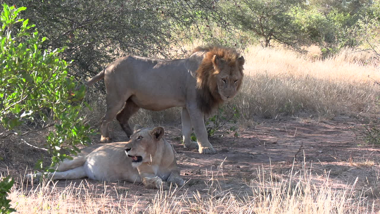 dichtbij zicht op mannelijke leeuw die naast leeuwin ligt in de schaduw van de struik