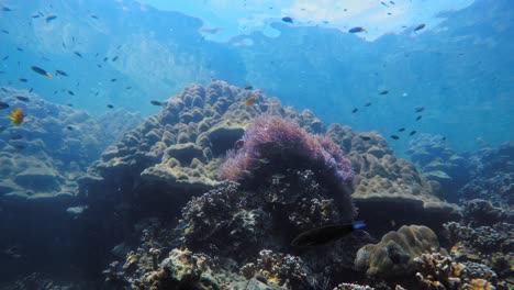 Plenty-of-small-colorful-fish-swim-on-the-coral-reef-in-beautiful-clear-sea-water