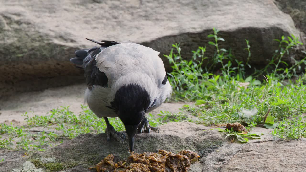 Hooded crow searches and feeds on natural debris atop a sunlit rock in Berlin