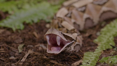 gaboon viper showing off her enormous fangs