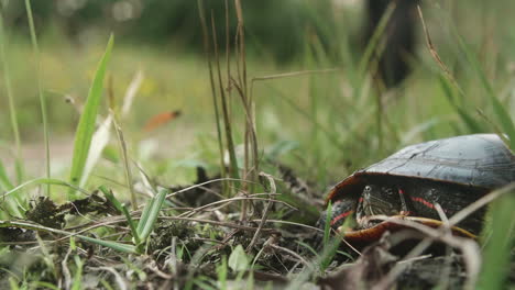 Hiker-walking-away-from-painted-turtle-on-wooded-path