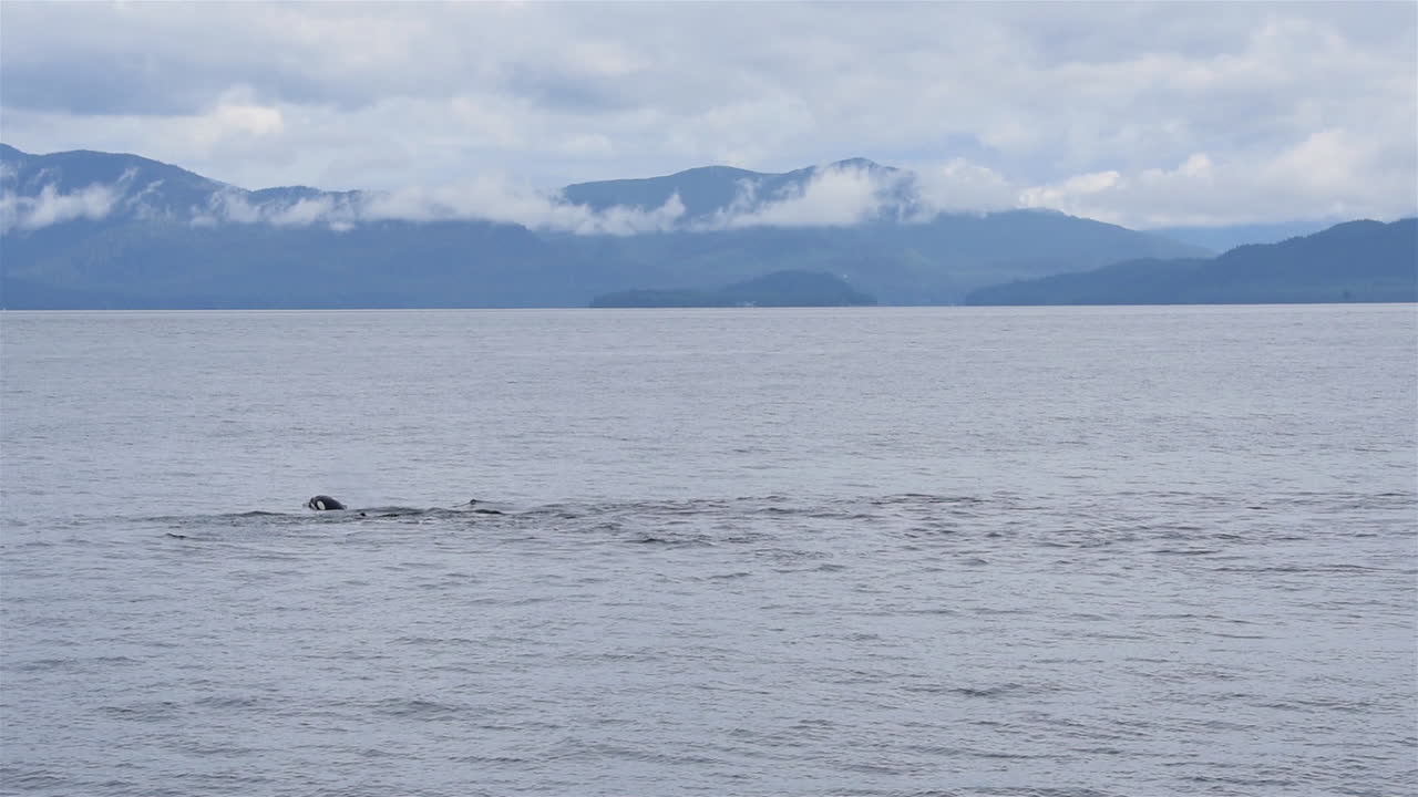 범고래는 알래스카 해안에서 바다를 장난치며 놀고 있습니다.