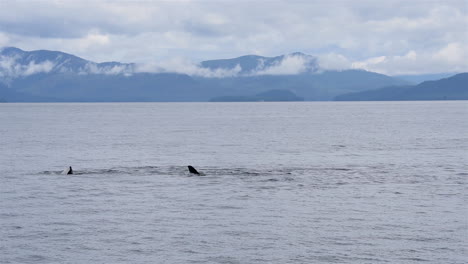 las orcas retozan en las aguas de la costa de alaska