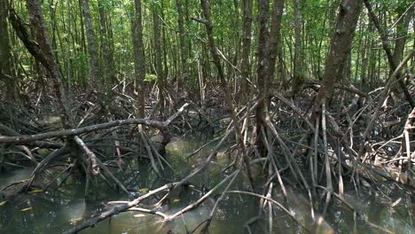 mangrove forest with dense root systems wide angle tracking shot