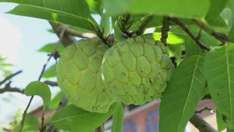 custard apple fruit growing on the tree