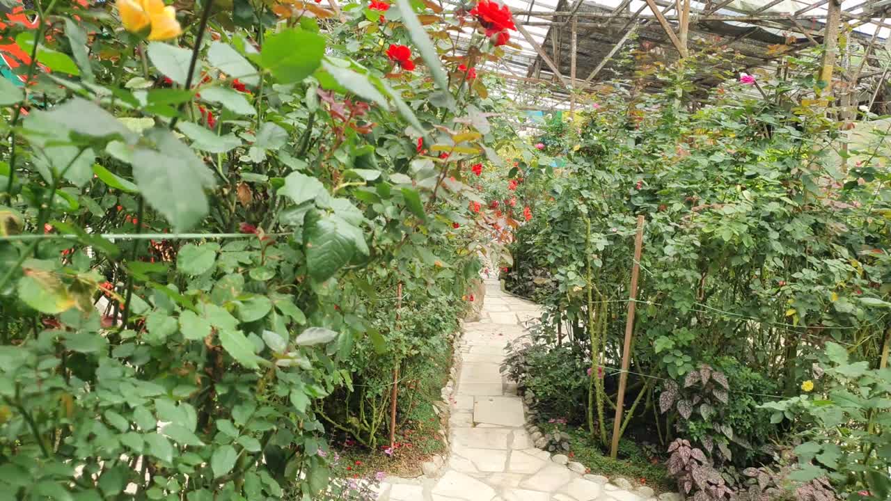 카메론 하이랜드 말레이시아의 아름다운 꽃과 풀