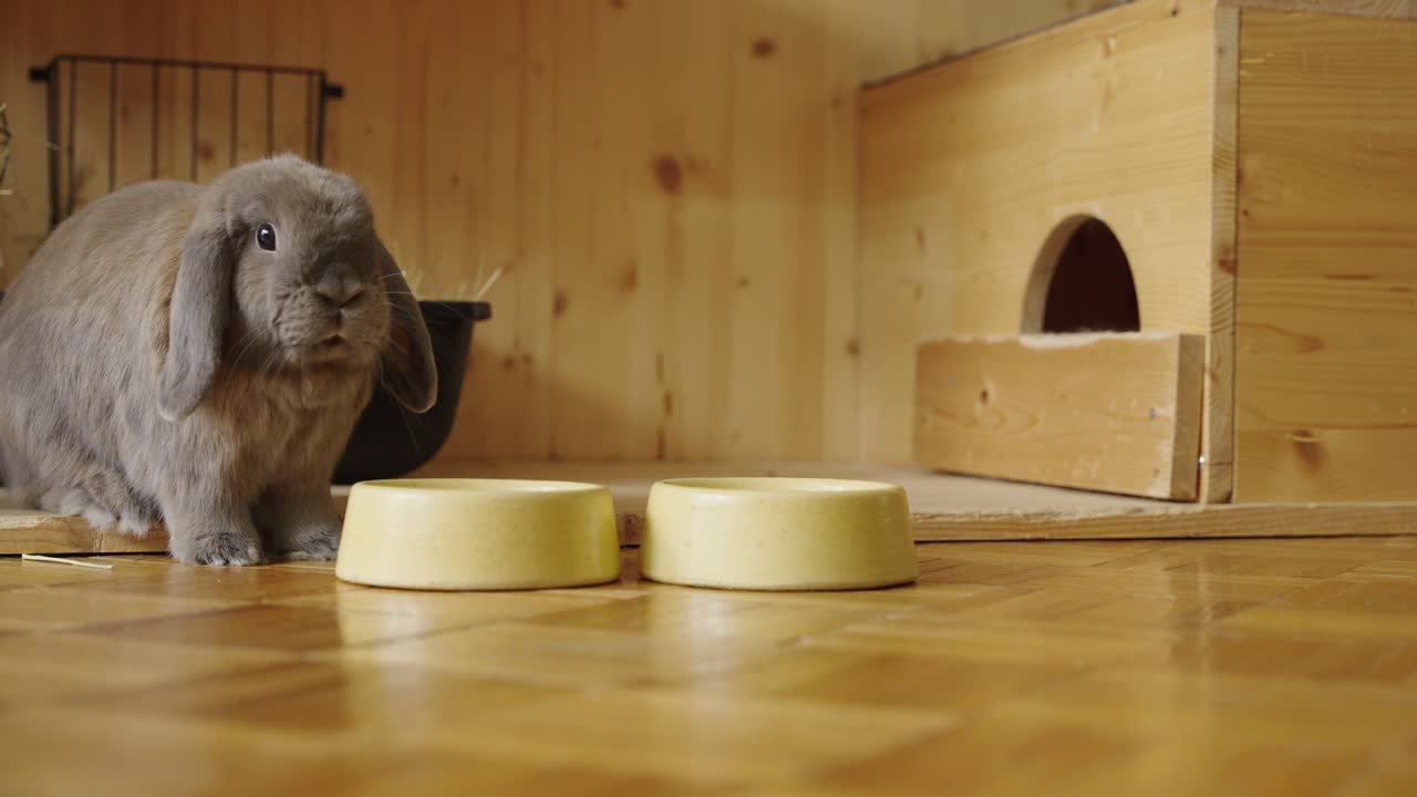 Coelho mastigando, comer é cansativo, UHD