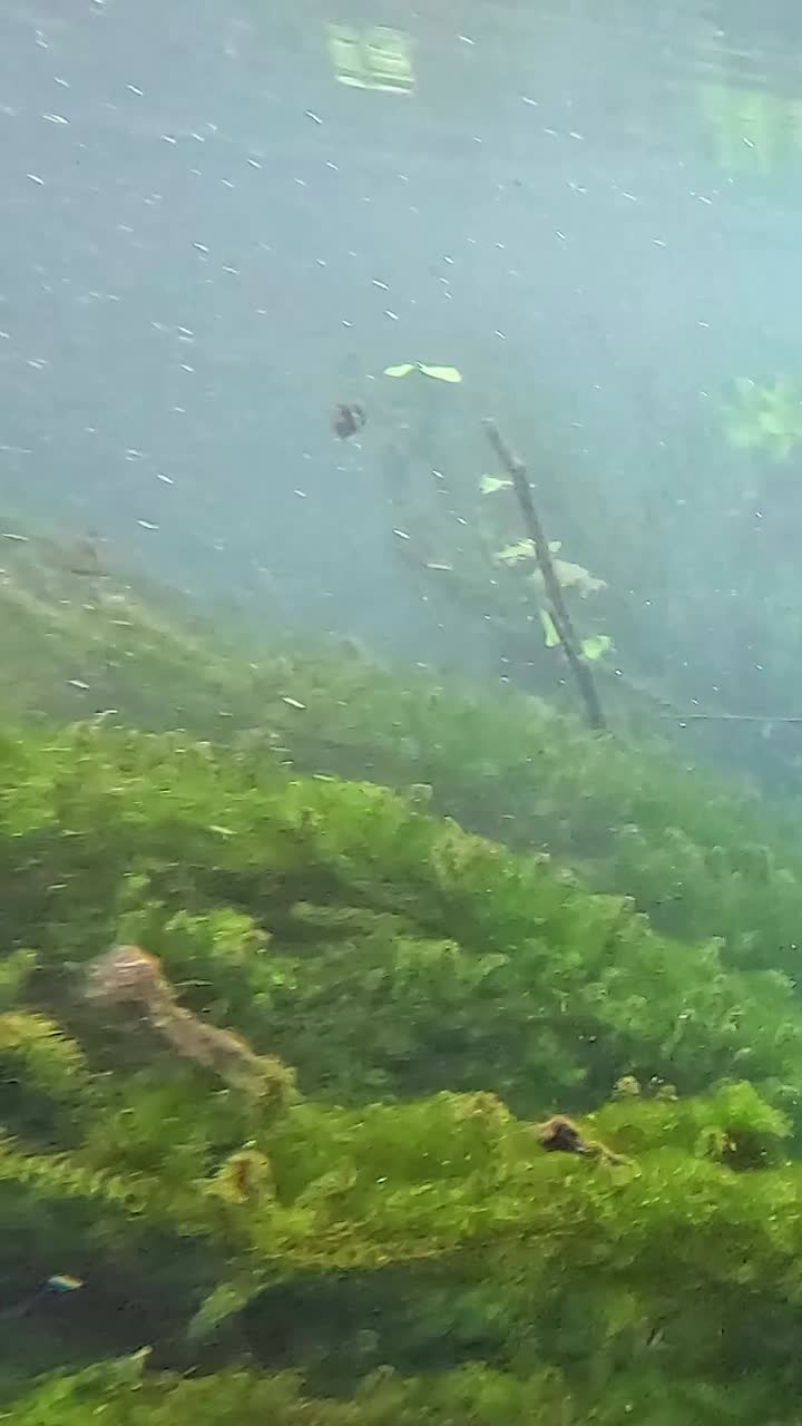 escena submarina con peces y plantas acuáticas