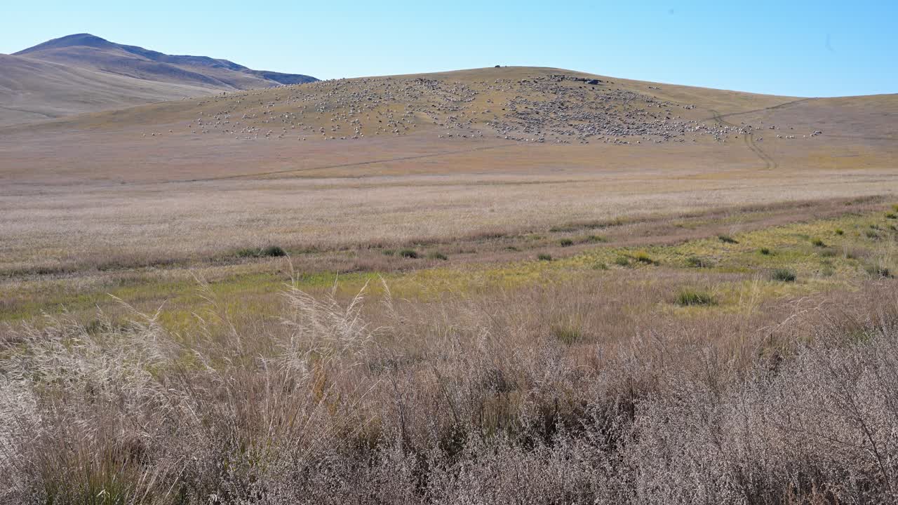 A vast flock of sheep and goats moves across a distant hillside like a living carpet. This wide shot of the Mongolian steppe captures the immense scale of nomadic herding